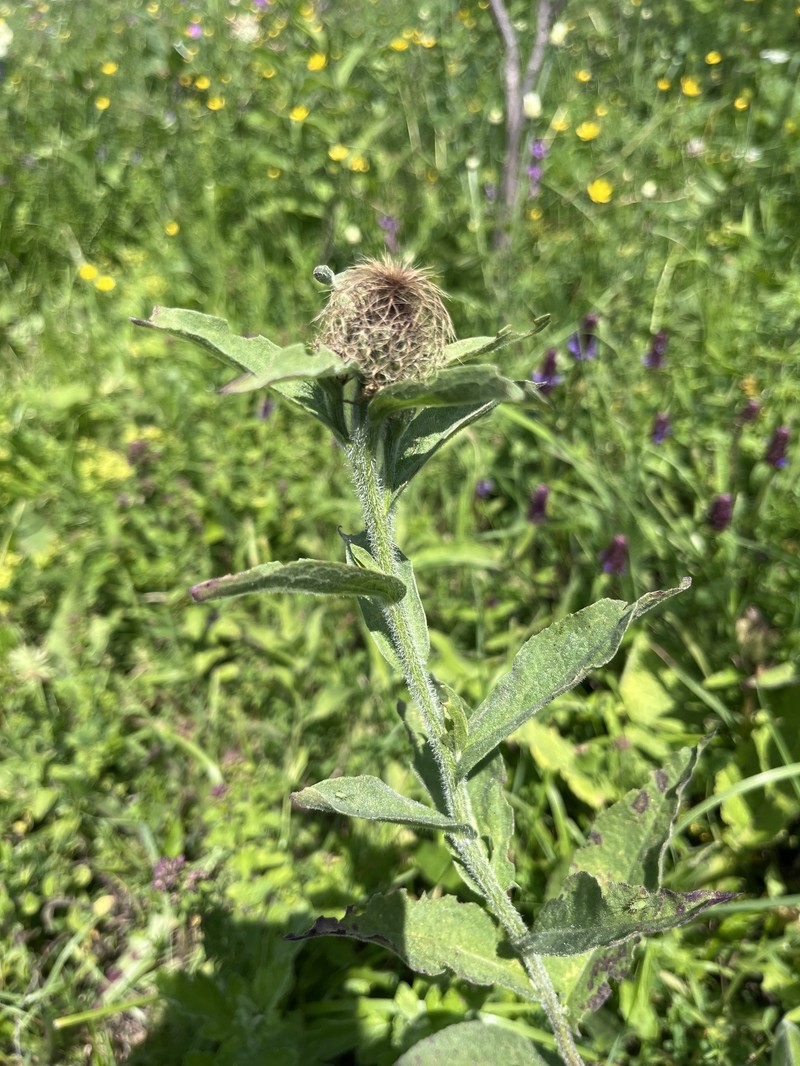 Centaurea phrygia subsp. abnormis