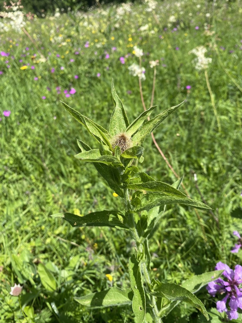 Centaurea phrygia subsp. abnormis photo 2