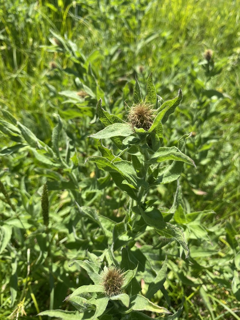 Centaurea phrygia subsp. abnormis photo 3