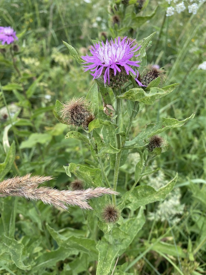 Centaurea phrygia subsp. abnormis photo 4