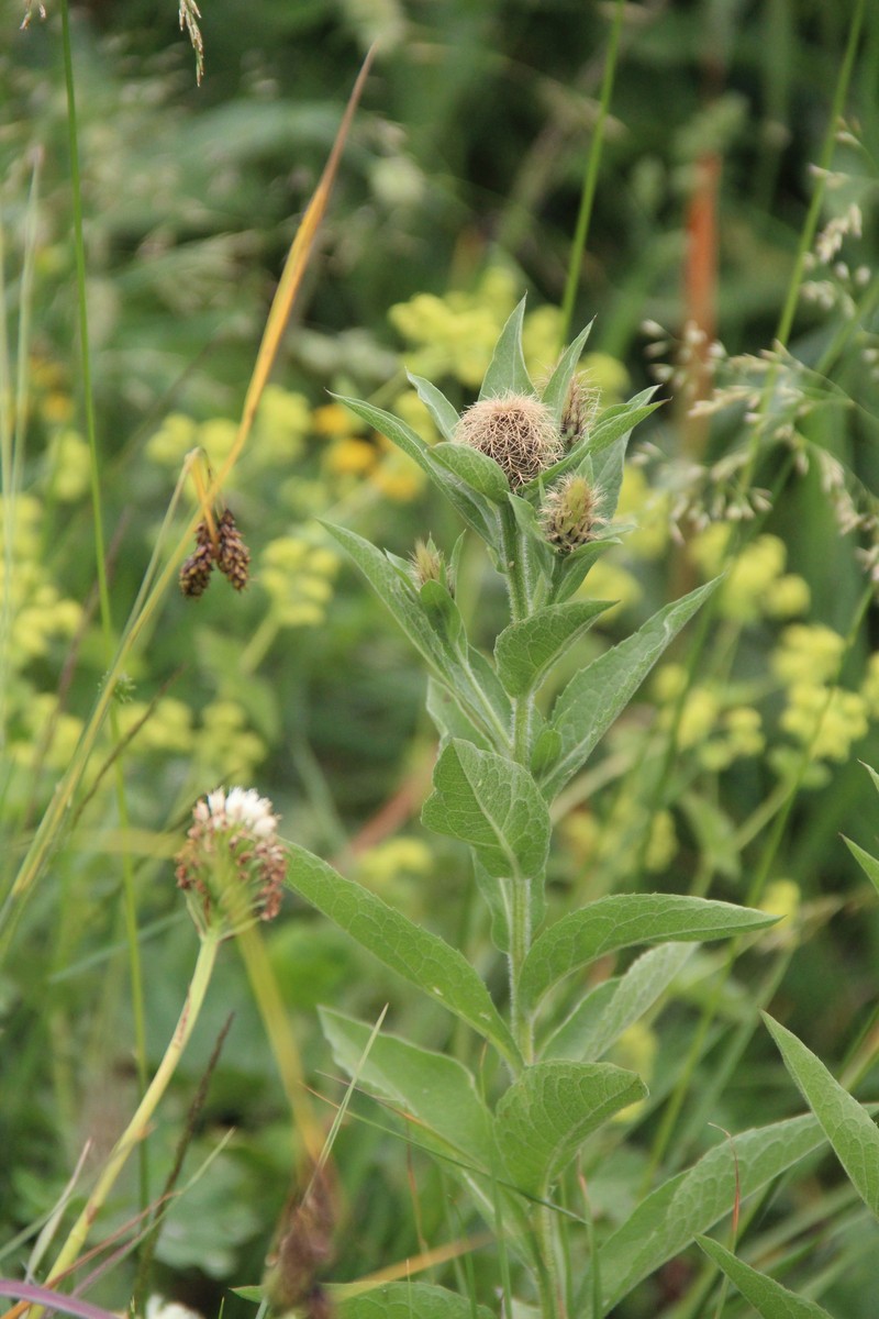 Centaurea phrygia subsp. alutacea