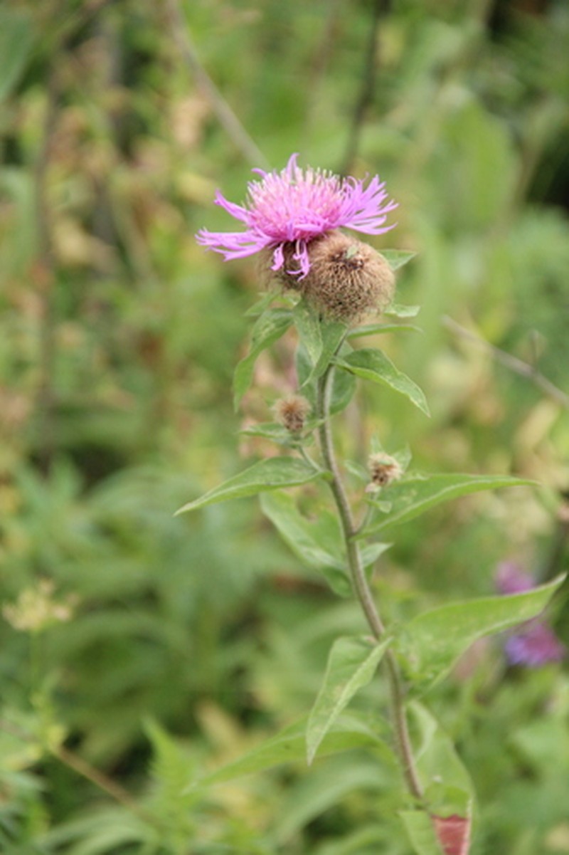Centaurea phrygia subsp. alutacea photo 2