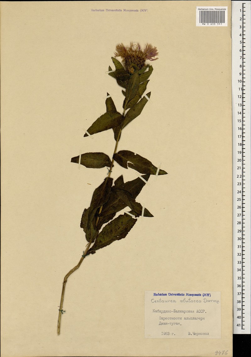 Centaurea phrygia subsp. alutacea photo 3