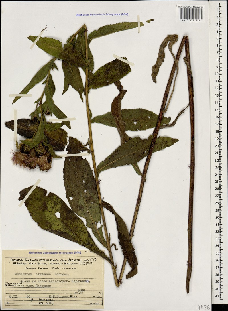 Centaurea phrygia subsp. alutacea photo 4
