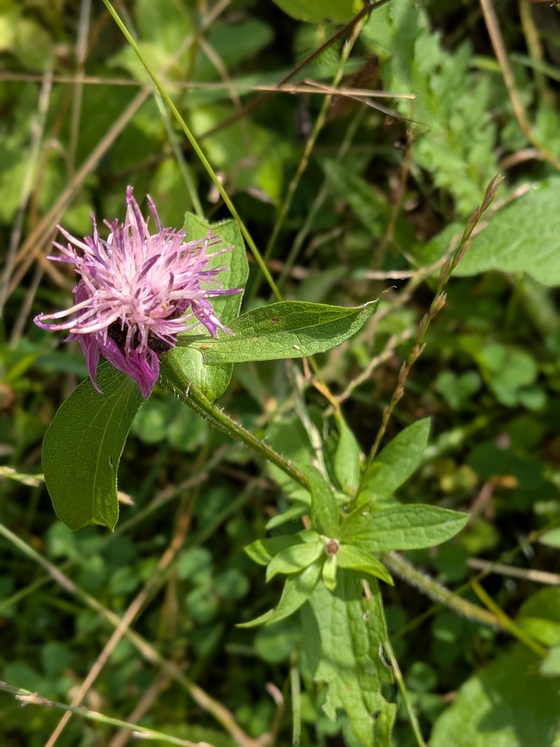 Centaurea phrygia subsp. carpatica