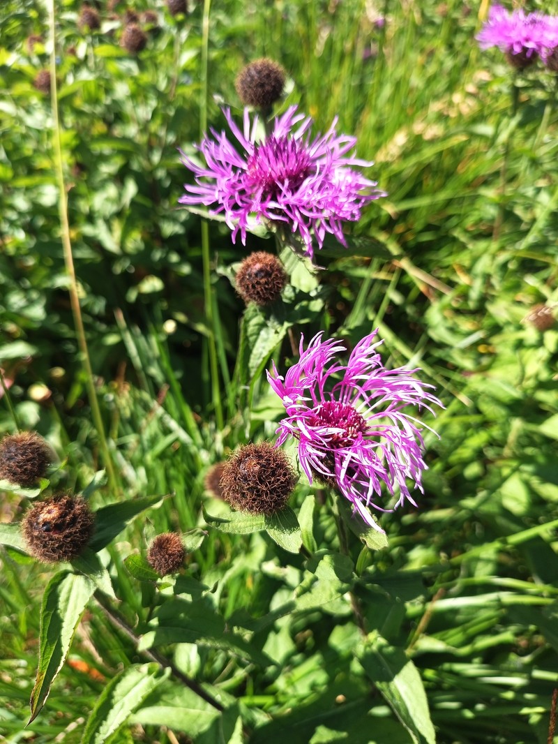 Centaurea phrygia subsp. carpatica photo 2