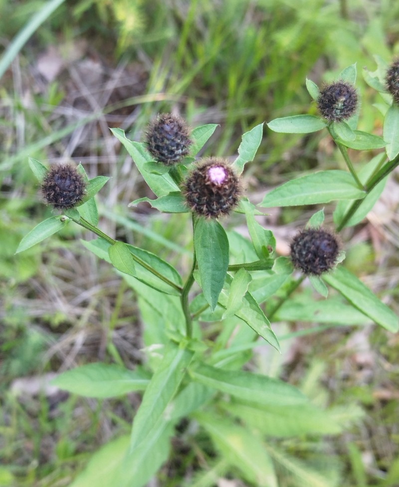 Centaurea phrygia subsp. carpatica photo 3