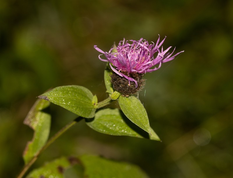 Centaurea phrygia subsp. carpatica photo 4