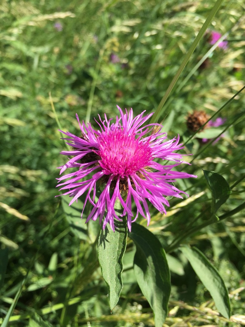 Centaurea phrygia subsp. indurata
