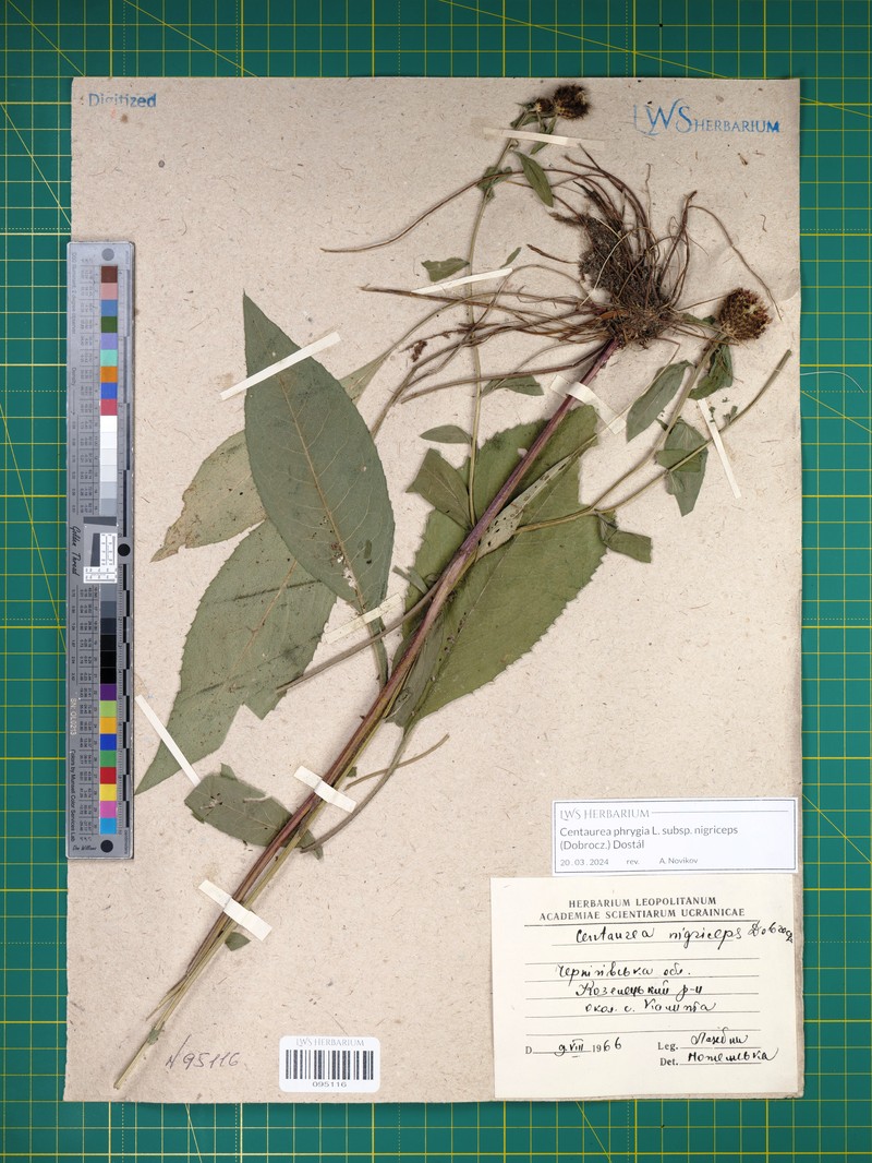 Centaurea phrygia subsp. nigriceps