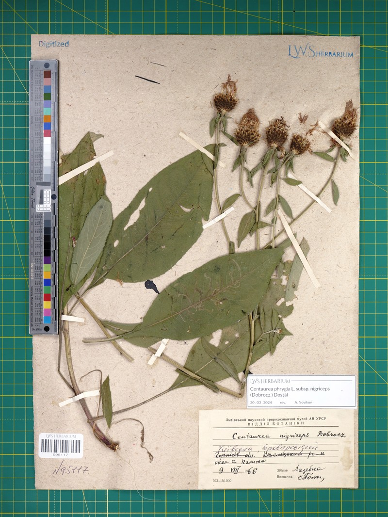 Centaurea phrygia subsp. nigriceps photo 2