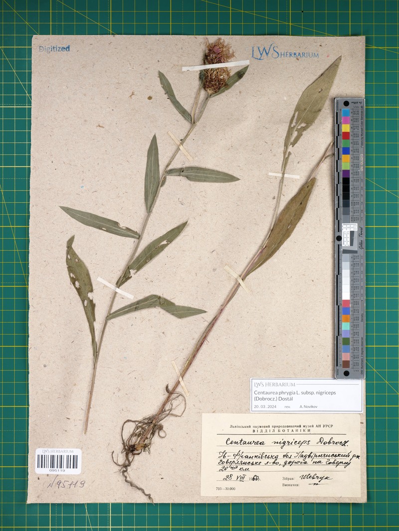 Centaurea phrygia subsp. nigriceps photo 3