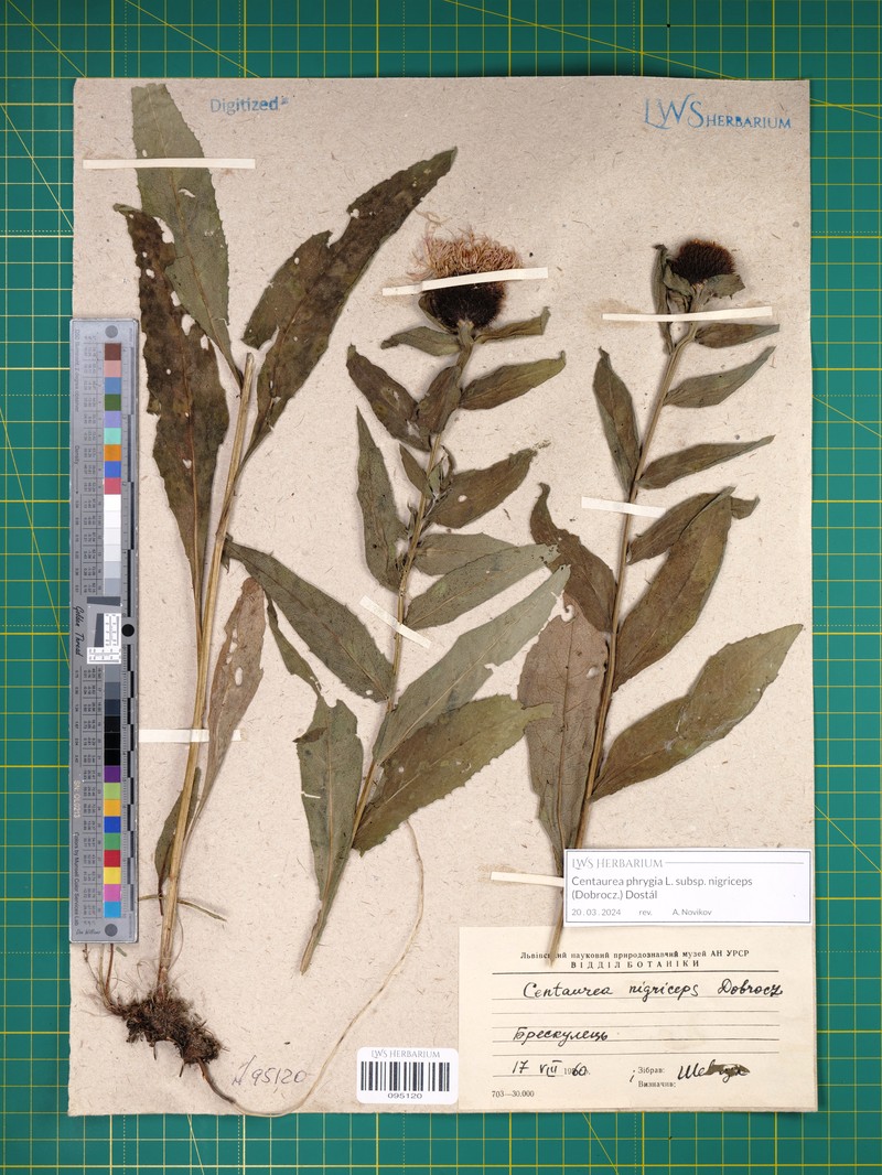 Centaurea phrygia subsp. nigriceps photo 4