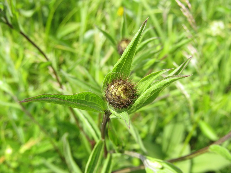 Centaurea phrygia subsp. phrygia