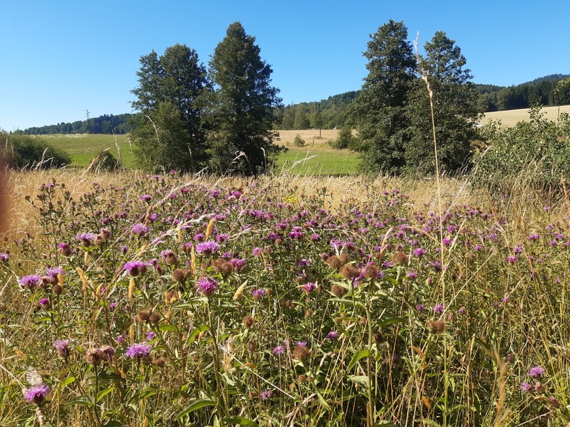 Centaurea phrygia subsp. phrygia photo 2