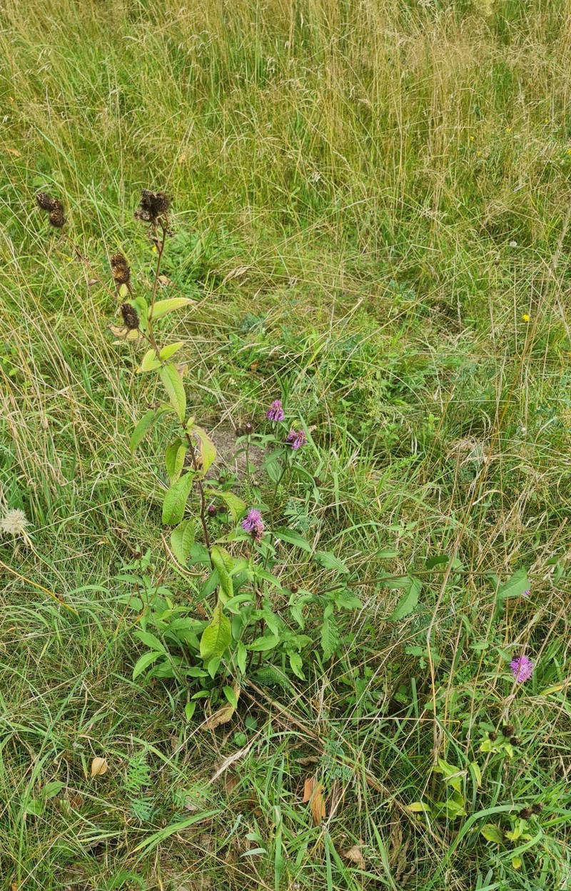Centaurea phrygia subsp. phrygia photo 3