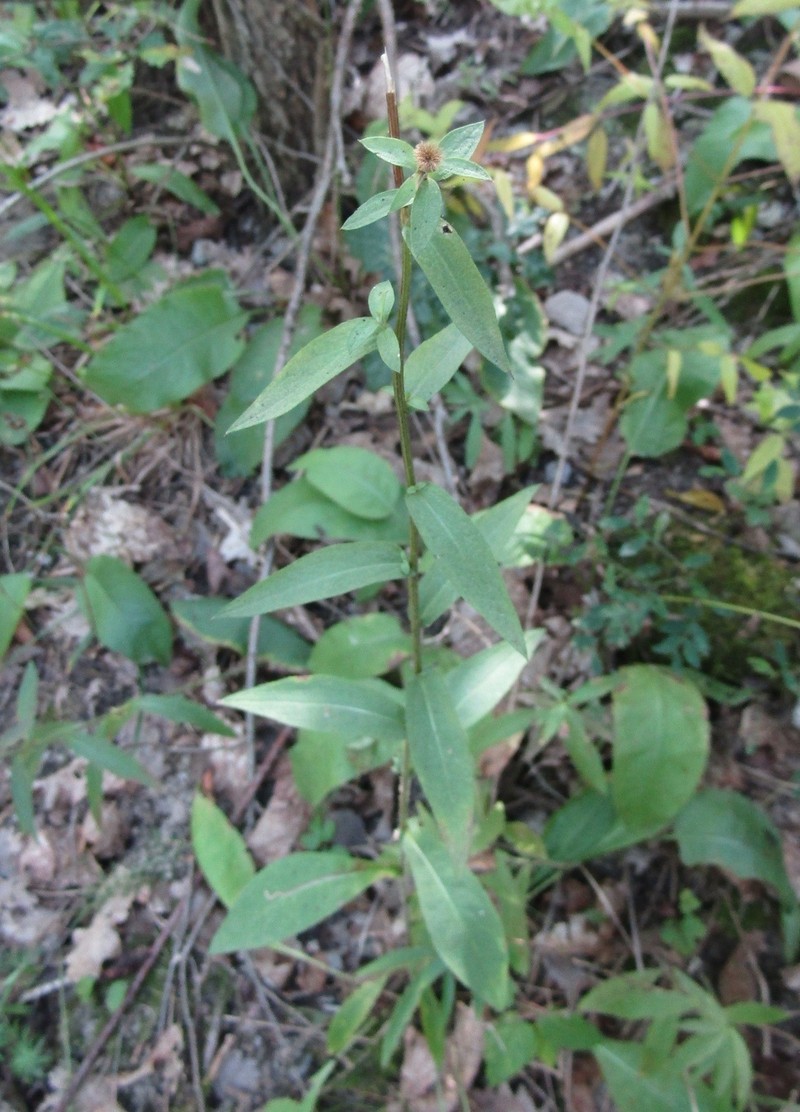 Centaurea phrygia subsp. phrygia photo 4