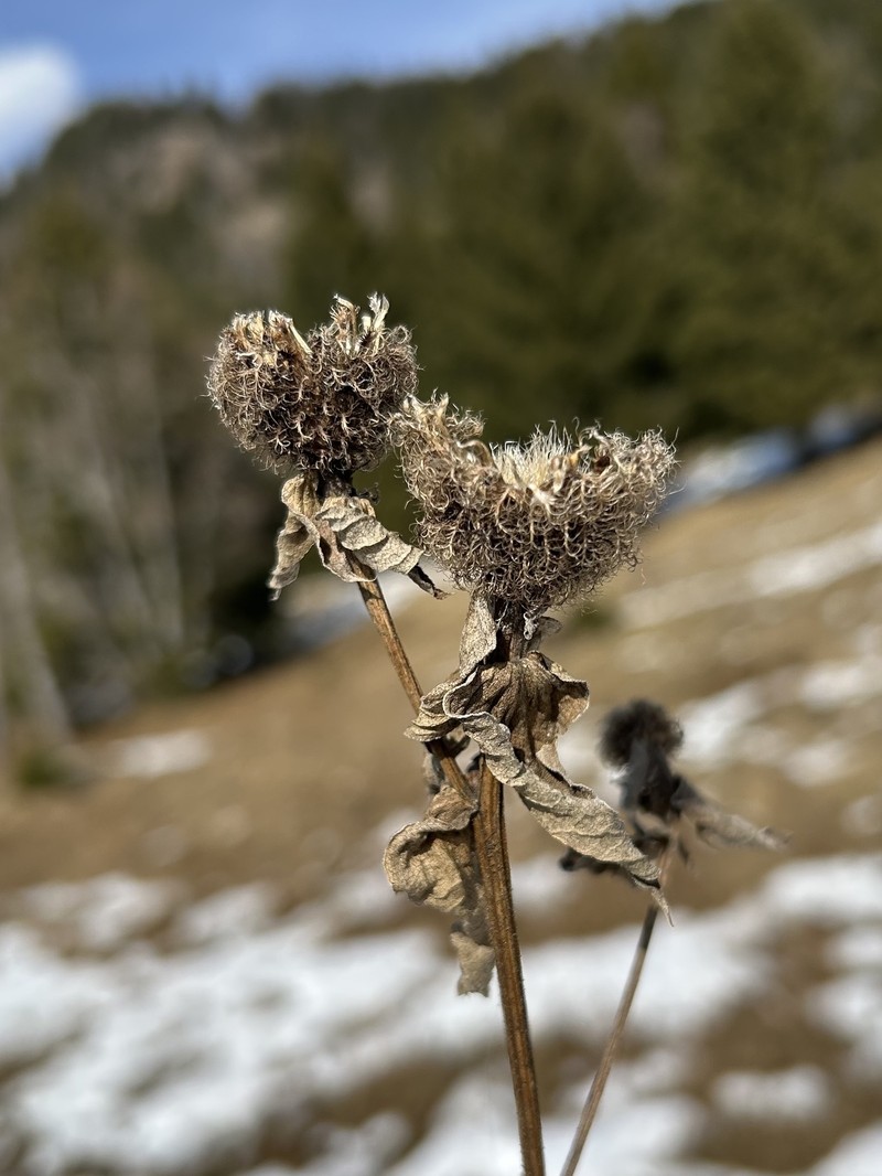 Centaurea phrygia subsp. pseudophrygia photo 3