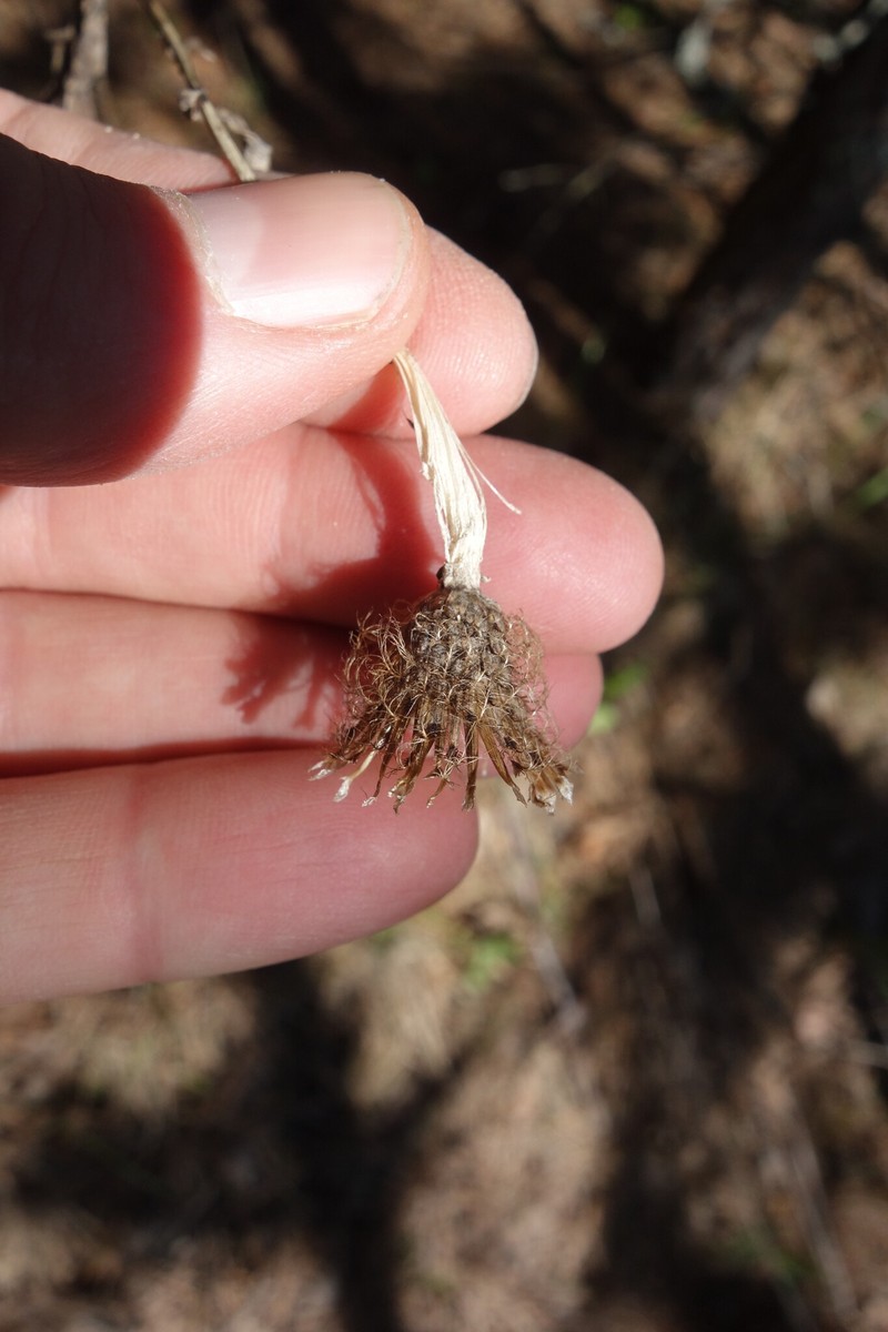 Centaurea phrygia subsp. pseudophrygia photo 4