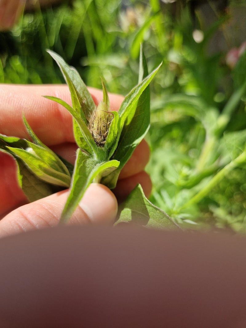 Centaurea phrygia subsp. pseudophrygia photo 5