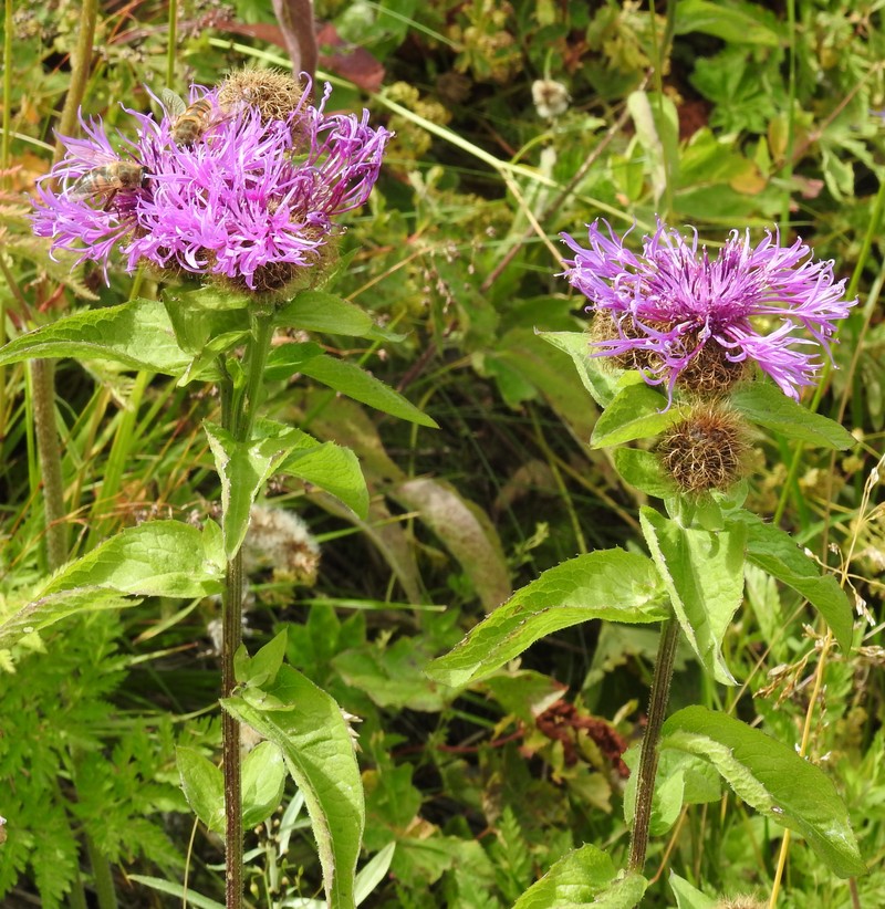 Centaurea phrygia subsp. pseudophrygia photo 6