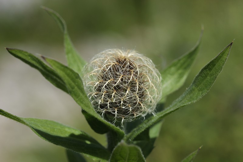 Centaurea phrygia subsp. pseudophrygia photo 7