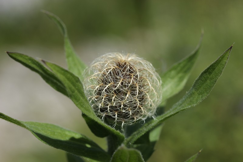 Centaurea phrygia subsp. pseudophrygia photo 8