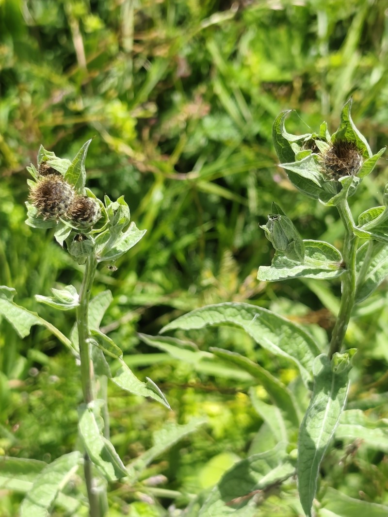 Centaurea phrygia subsp. salicifolia photo 2