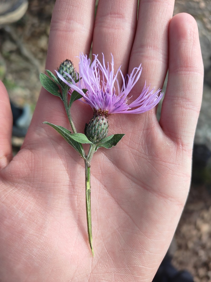 Centaurea phrygia subsp. salicifolia photo 3