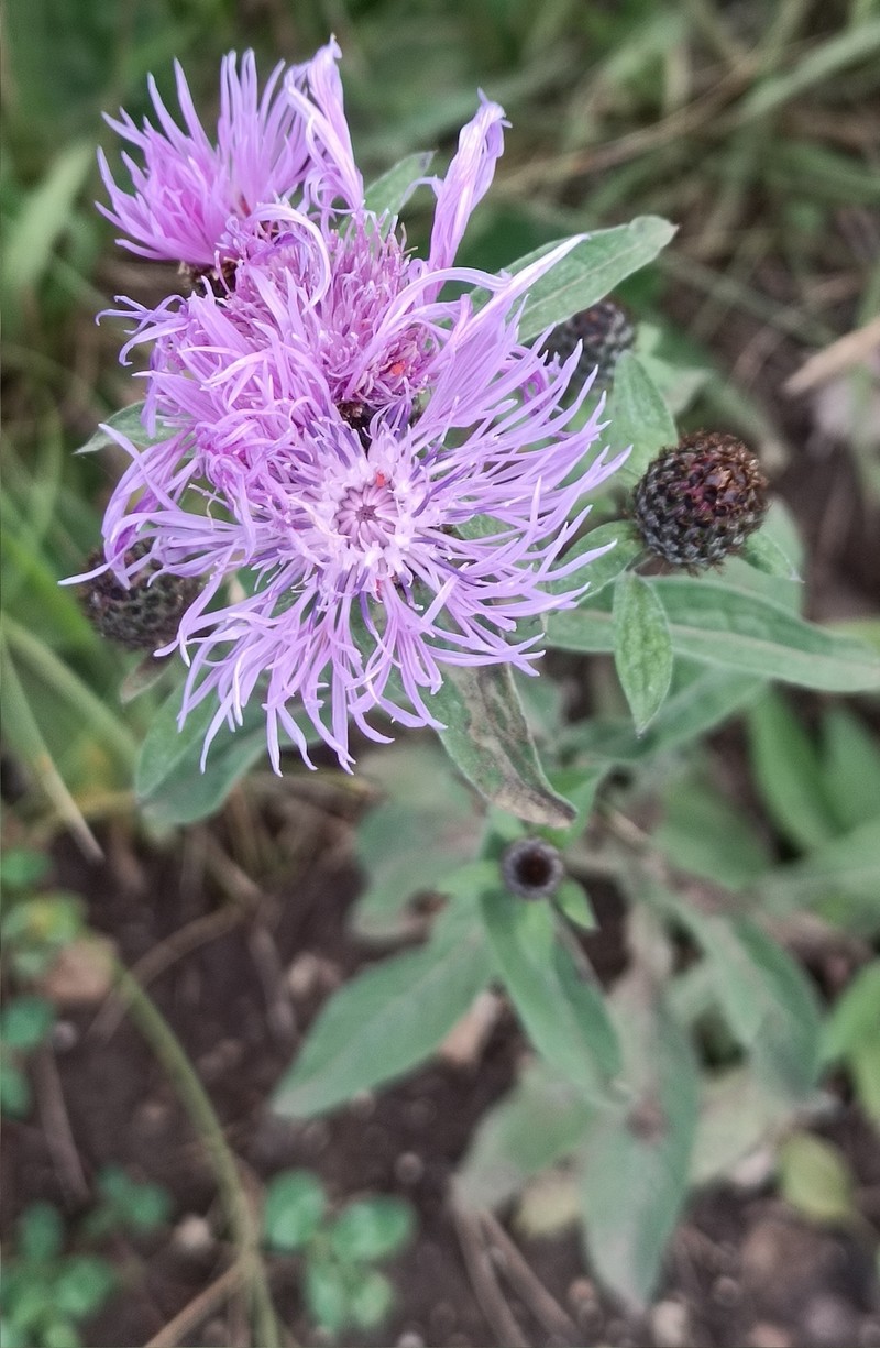 Centaurea phrygia subsp. salicifolia photo 4