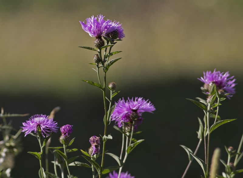 Centaurea phrygia subsp. salicifolia photo 5