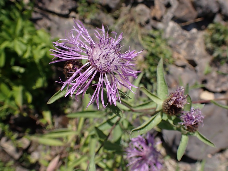 Centaurea phrygia subsp. salicifolia
