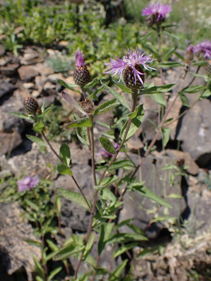 Centaurea phrygia subsp. salicifolia photo 6