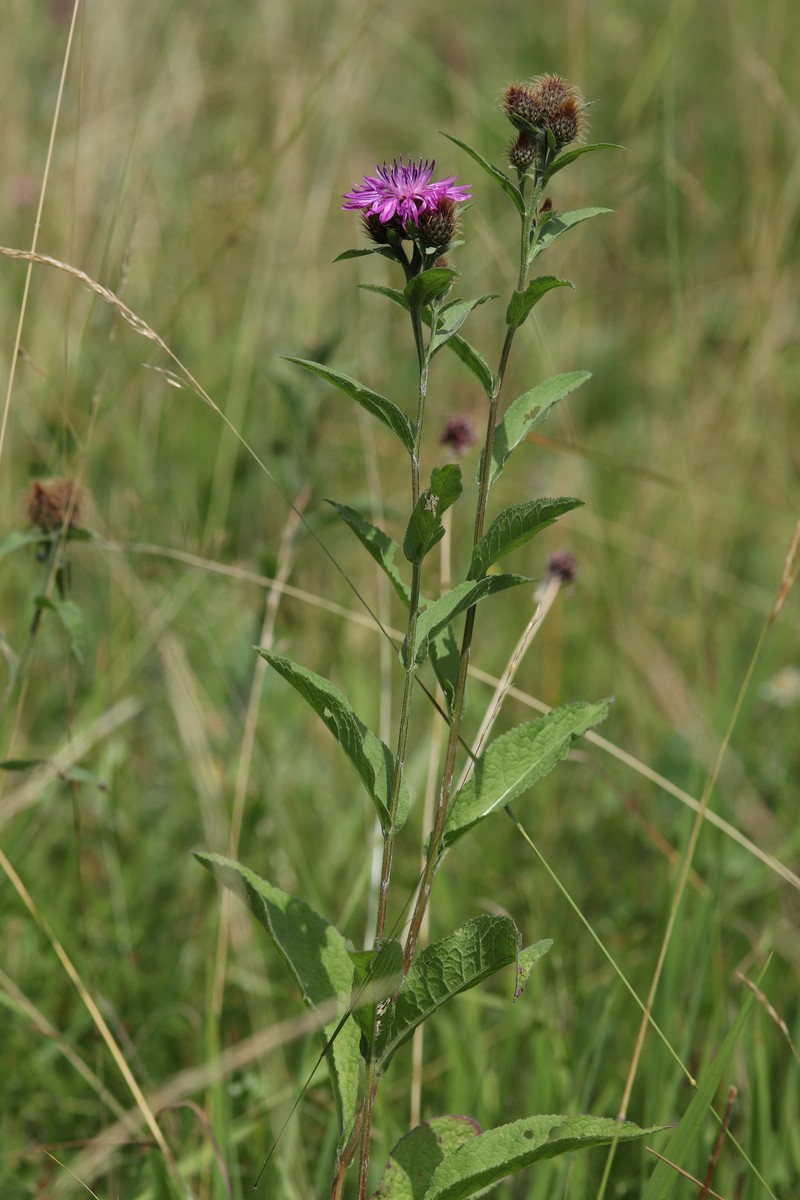 Centaurea phrygia subsp. stenolepis photo 2