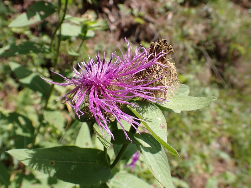 Centaurea phrygia subsp. stenolepis photo 3