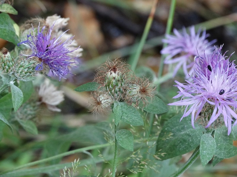 Centaurea phrygia subsp. stenolepis photo 4