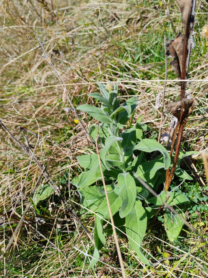 Centaurea phrygia subsp. stenolepis photo 5