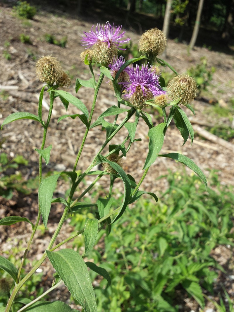 Centaurea phrygia subsp. stenolepis photo 6
