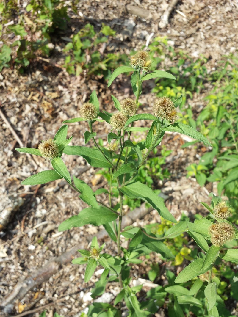Centaurea phrygia subsp. stenolepis photo 7