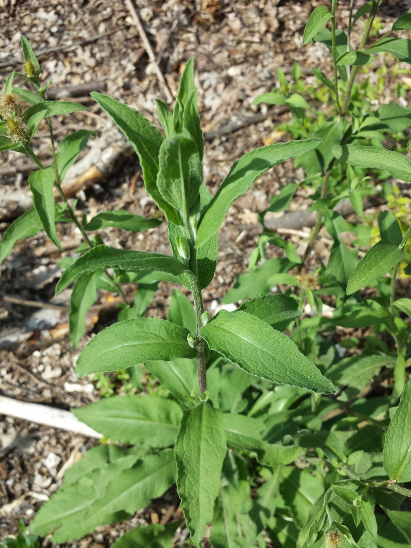 Centaurea phrygia subsp. stenolepis photo 8