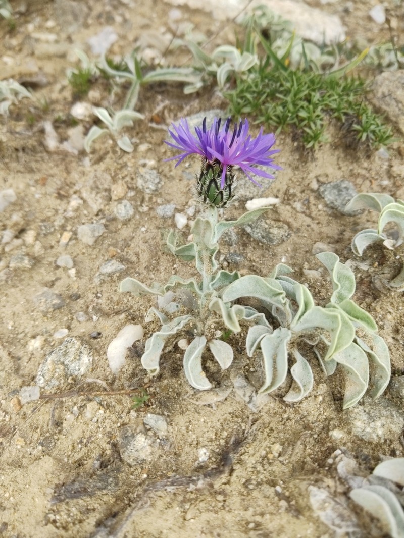 Centaurea pichleri