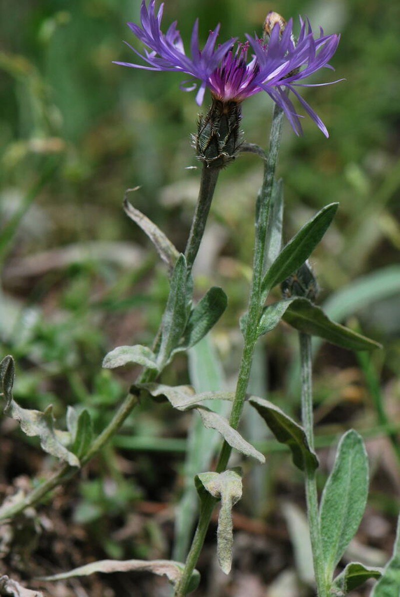 Centaurea pichleri photo 2