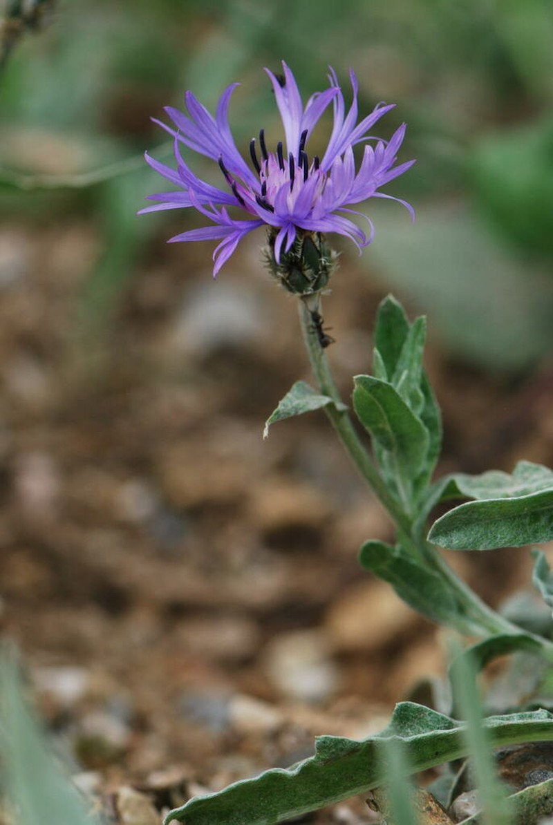 Centaurea pichleri photo 3