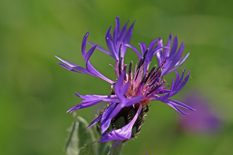 Centaurea pichleri photo 4