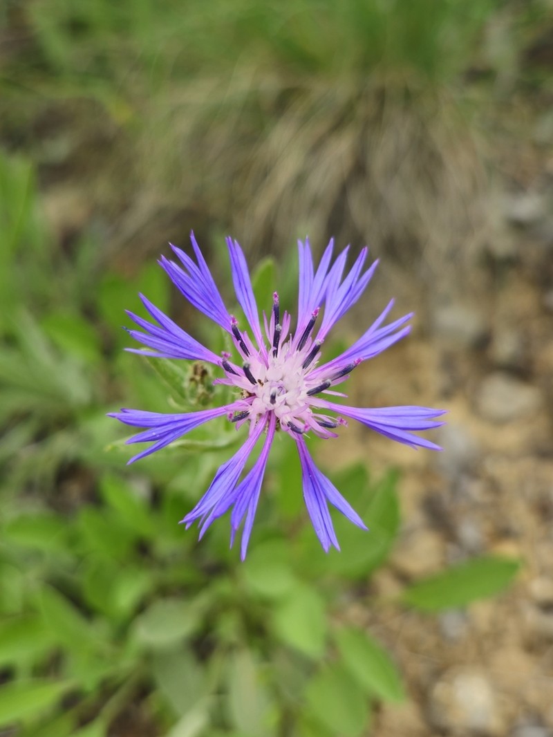 Centaurea pichleri photo 5