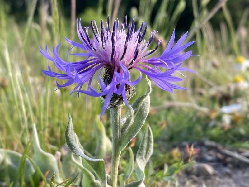 Centaurea pichleri photo 6
