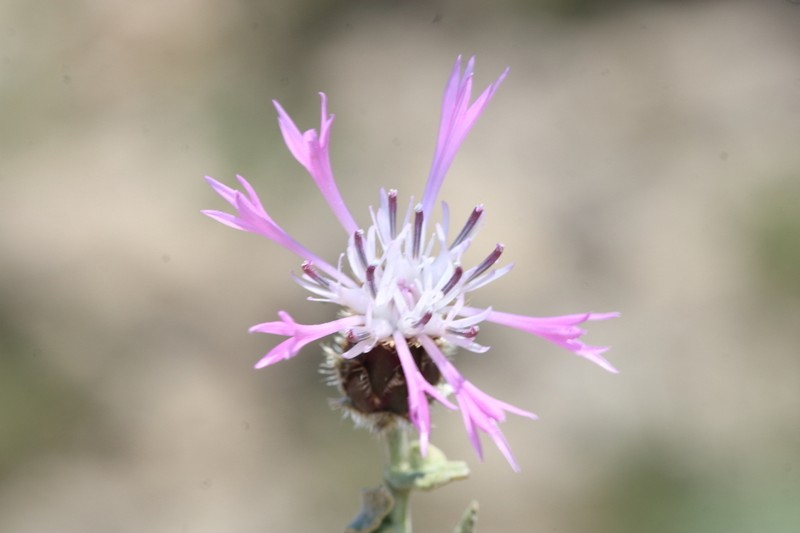 Centaurea pichleri photo 7