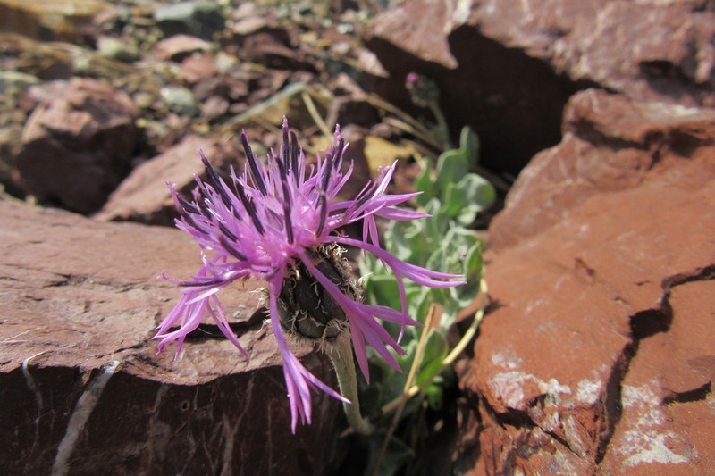 Centaurea pichleri photo 8