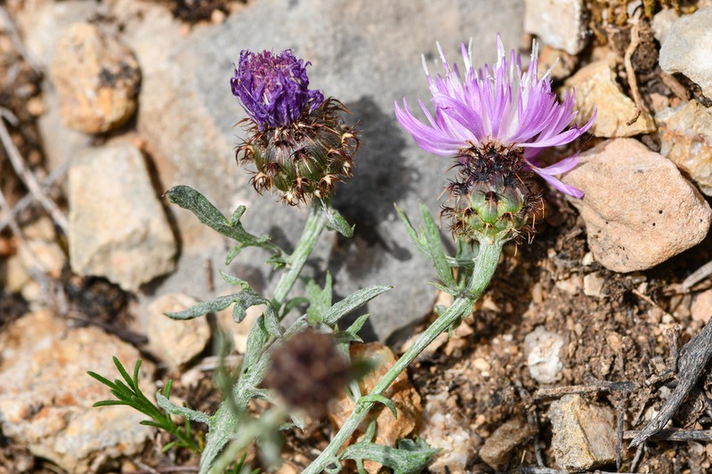 Centaurea pinae