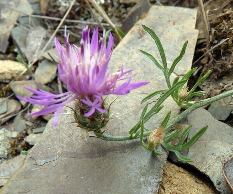 Centaurea pinae photo 2